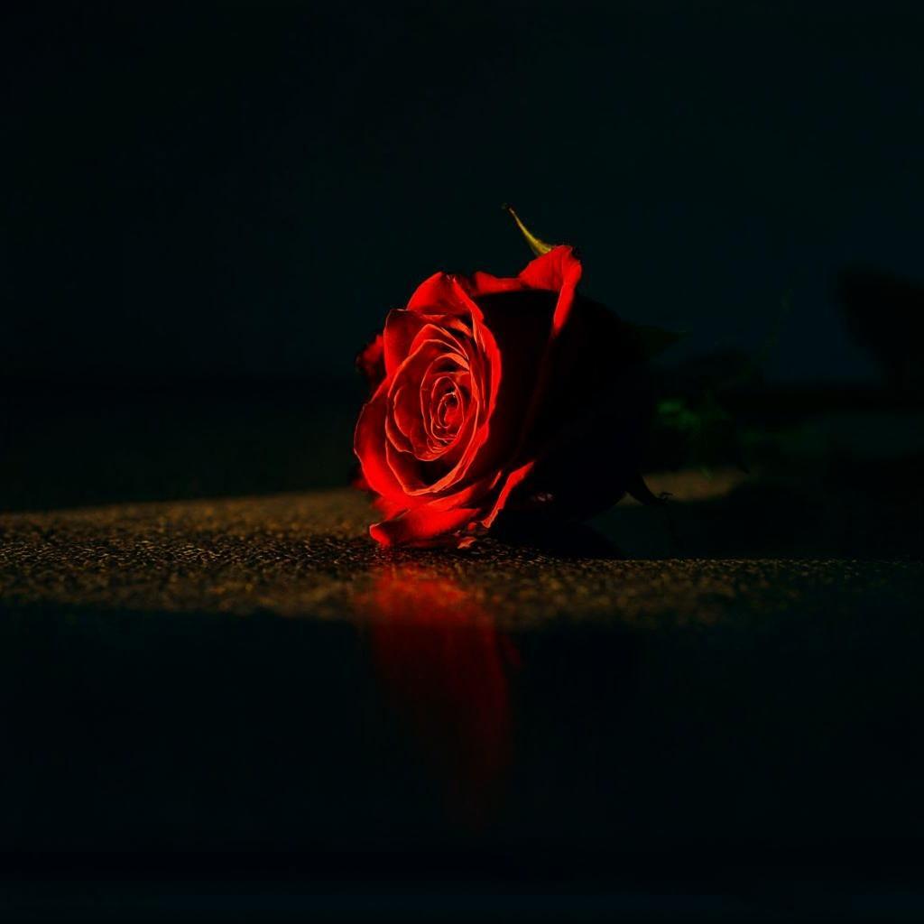 Rose in shadow still life